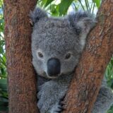 Top 10 Most Popular Sydney Tours & Attractions in 2025/2026